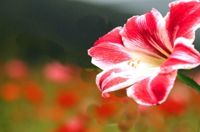 natural flowers images natural flowers images