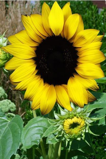 sunflower photos