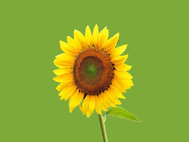 sunflower pictures
