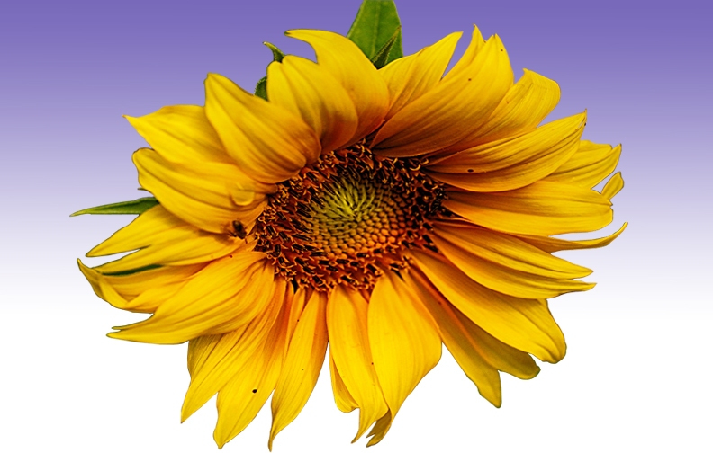 sunflower pics