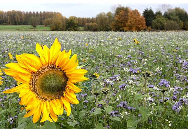 sunflower wallpapers