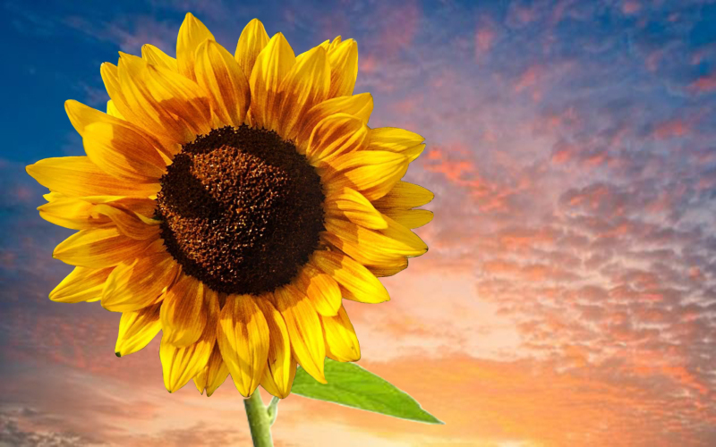 sunflower images free
