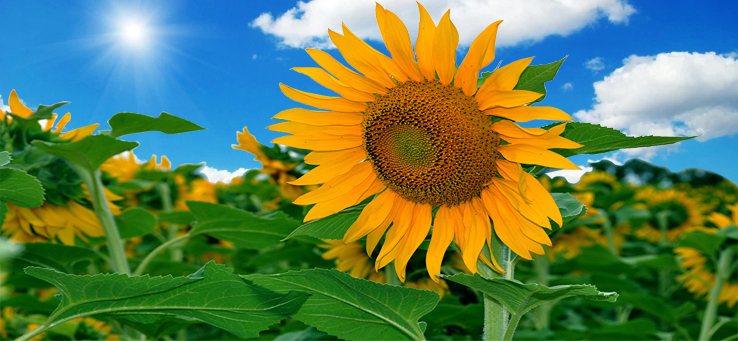 sunflower images