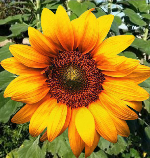 beautiful sunflower pictures