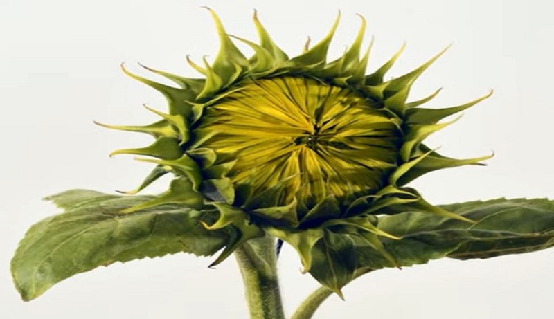 Helianthus petiolaris image