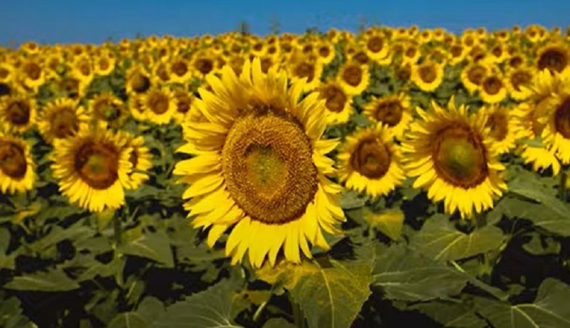 Helianthus laetiflorus image