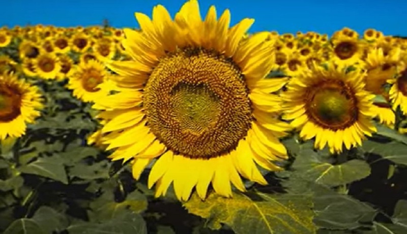 genus Helianthus image