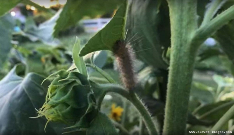 Maximilian's sunflower image