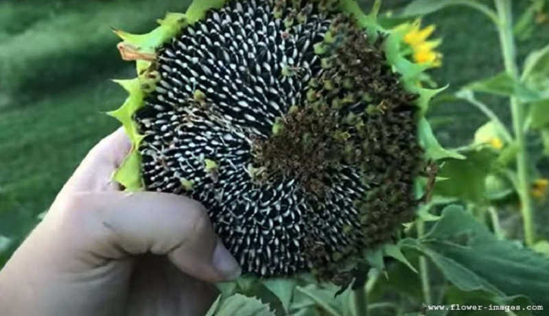 helianthus image