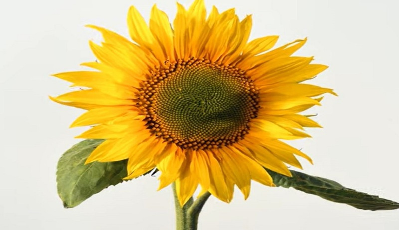 Helianthus maximilianii image