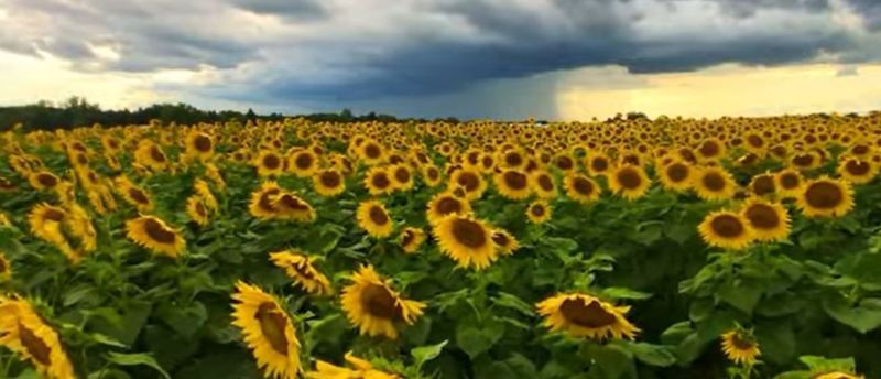 golden flower image