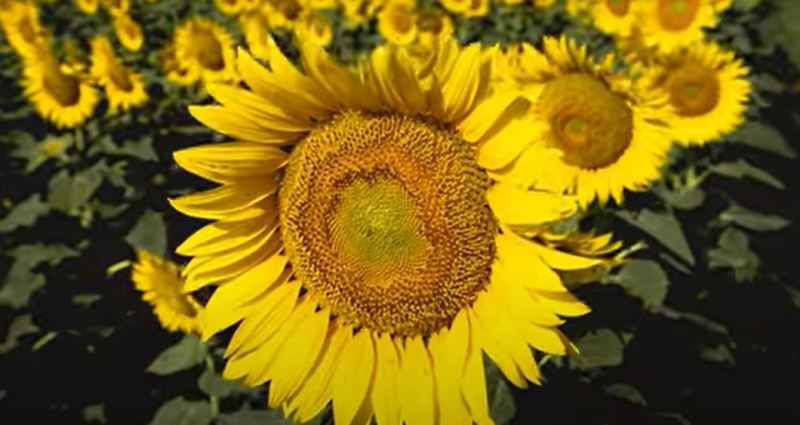 solar flower image