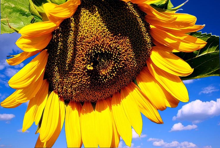 sunflower stock photo
