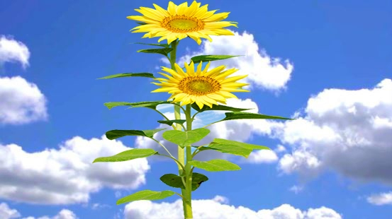 floral sun image