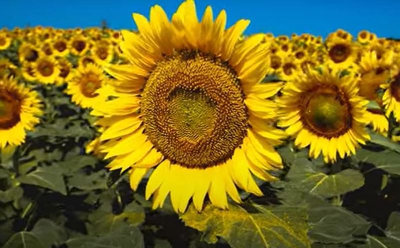 sun-following plant