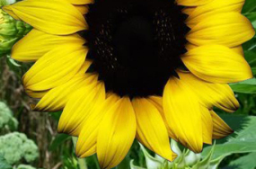 sunflower photos sunflower photos