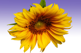 sunflower pics sunflower pics