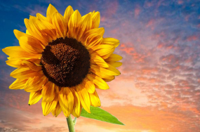 sunflower images free sunflower images free