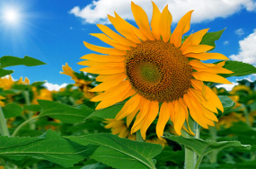 sunflower images sunflower images
