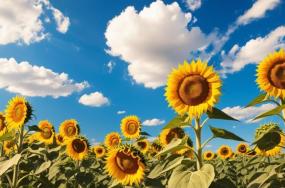 Beautiful-sunflowers-as-a-farm-view-656 Beautiful-sunflowers-as-a-farm-view-656