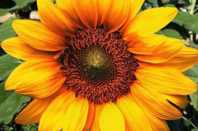beautiful sunflower pictures beautiful sunflower pictures