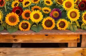 Colorful-sunflowers-in-various-species-34 Colorful-sunflowers-in-various-species-34