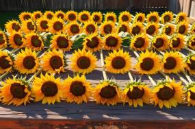 Colorful-sunflowers-with-long-stems-5444 Colorful-sunflowers-with-long-stems-5444