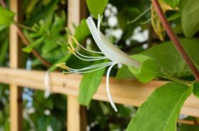 daystar bloom image