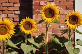 Joyful-3-4-sunflower-plants-which-is-placed-backyard-of-the-house-wall Joyful-3-4-sunflower-plants-which-is-placed-backyard-of-the-house-wall