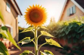 Joyful-sunflower-plant-which-is-placed-backyard-of-the-house-234 Joyful-sunflower-plant-which-is-placed-backyard-of-the-house-234