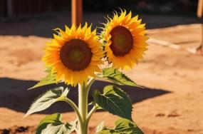 Joyful-sunflower-plant-which-is-placed-backyard-of-the-house-767 Joyful-sunflower-plant-which-is-placed-backyard-of-the-house-767
