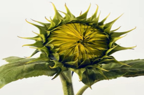Helianthus petiolaris image