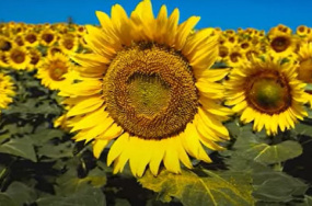 genus Helianthus image