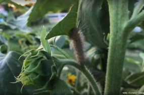 Maximilian's sunflower image Maximilian's sunflower image