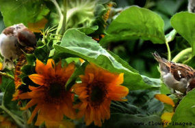 sun blooms images sun blooms images