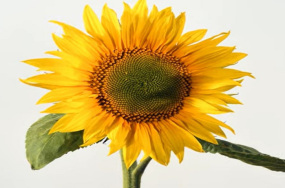 Helianthus maximilianii image