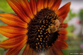 Helianthus tuberosus image Helianthus tuberosus image