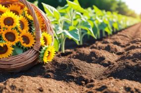 Sunflower-seed-in-basket-and-row-fertilizing-soil Sunflower-seed-in-basket-and-row-fertilizing-soil