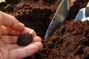 Sunflower-seed-in-human-hand-with-background-of-fertilizing-soil-and-gardening-tool-543 Sunflower-seed-in-human-hand-with-background-of-fertilizing-soil-and-gardening-tool-543