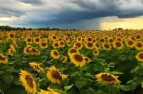 golden flower image