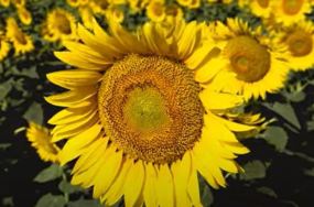 solar flower image