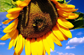 sunflower stock photo sunflower stock photo