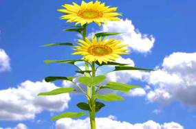 floral sun image floral sun image