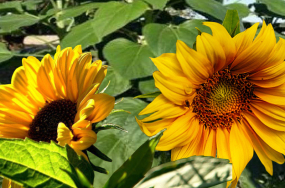 -sunflower1452245-1280x1040 -sunflower1452245-1280x1040